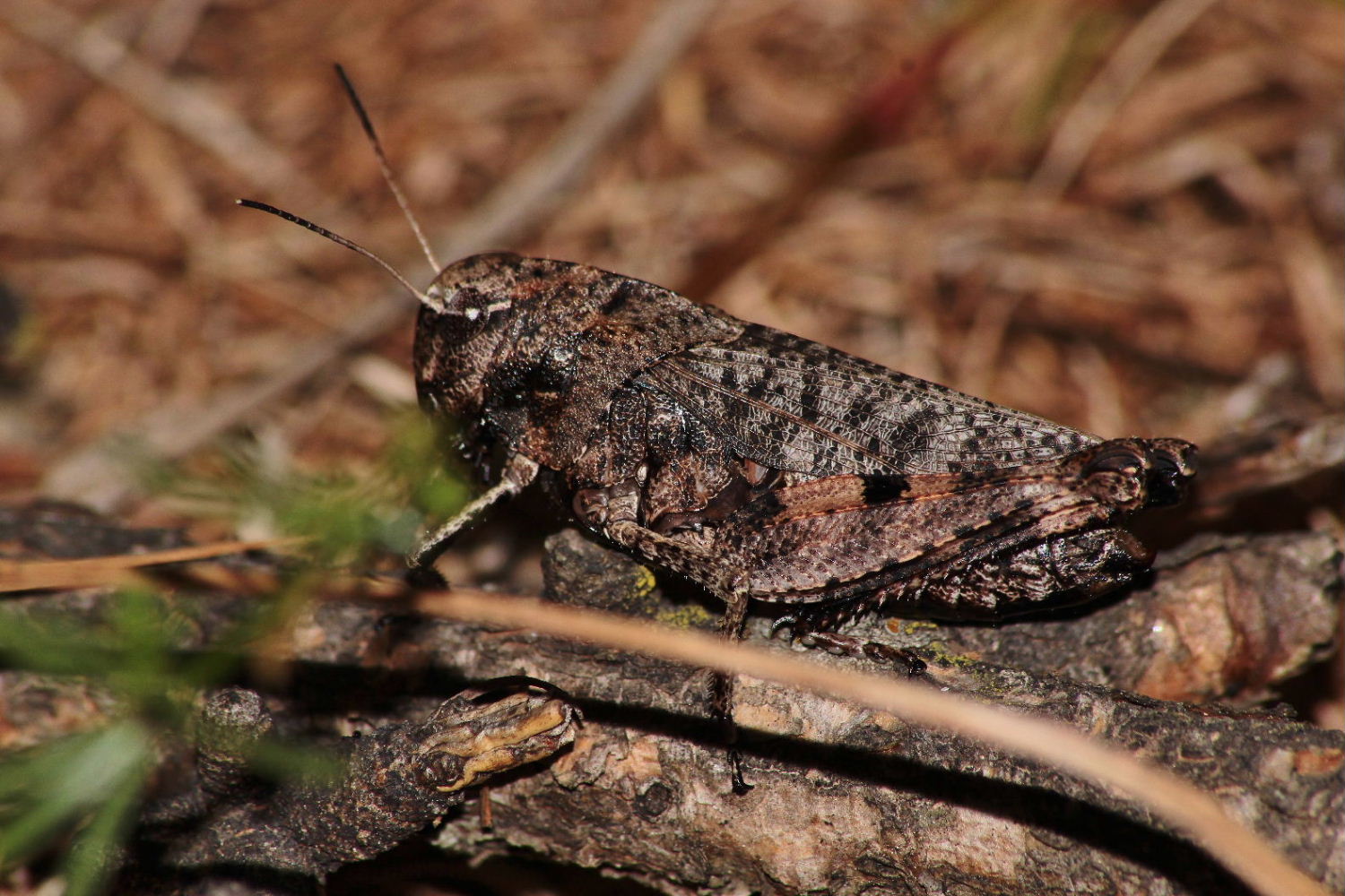 Acrididae:  Psophus stridulus